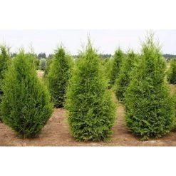 Bay Gardens Arborvitae 'Excelsa' Privacy Plants