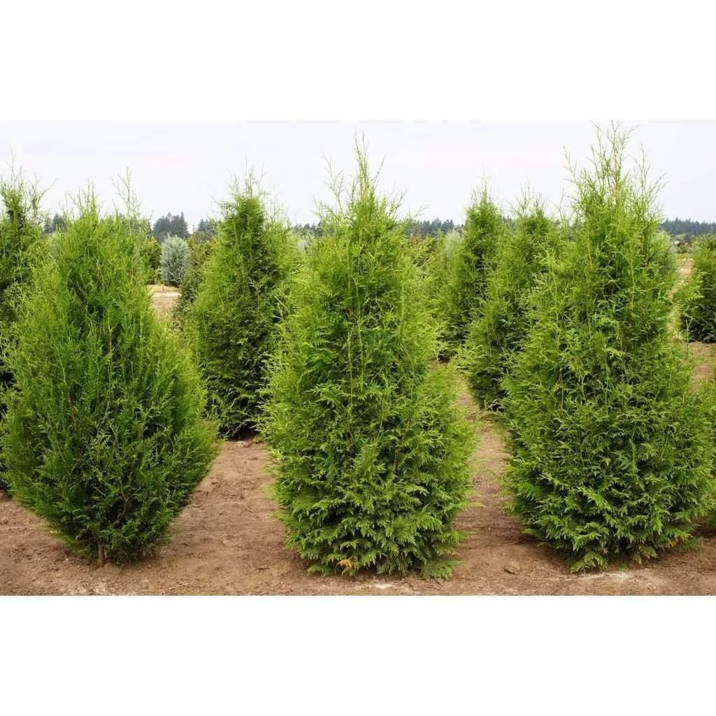 Bay Gardens Arborvitae 'Excelsa' Privacy Plants 3 Bay Gardens Arborvitae 'Excelsa' Privacy Plants