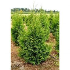 Bay Gardens Arborvitae 'Excelsa' Privacy Plants 11 Bay Gardens Arborvitae 'Excelsa' Privacy Plants