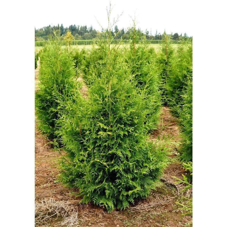 Bay Gardens Arborvitae 'Excelsa' Privacy Plants 6 Bay Gardens Arborvitae 'Excelsa' Privacy Plants