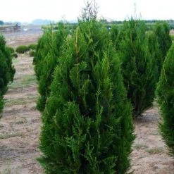 Bay Gardens Arborvitae 'Virescens' Privacy Plants