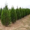 Bay Gardens Arborvitae 'Virescens' Privacy Plants
