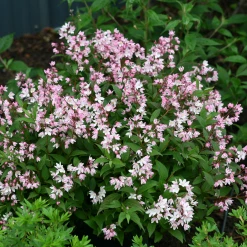 Bay Gardens Deer Resistant Plants Deutzia'Yuki Cherry Blossom'