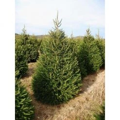 Bay Gardens Norway Spruce Privacy Plants