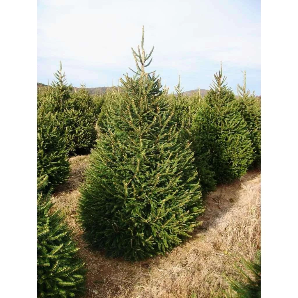 Bay Gardens Norway Spruce Privacy Plants 3 Bay Gardens Norway Spruce Privacy Plants