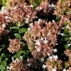 Bay Gardens Abelia 'Rose Creek'
