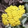 Bay Gardens NY Achillea X 'Moonshine'