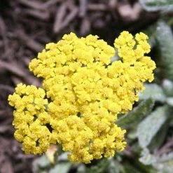 Bay Gardens NY Achillea X 'Moonshine'