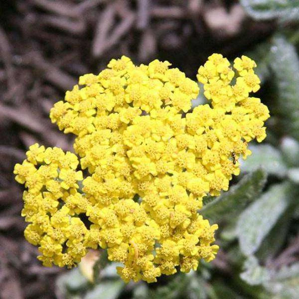 Bay Gardens NY Achillea X 'Moonshine' 3 Bay Gardens NY Achillea X 'Moonshine'