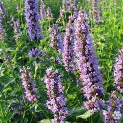 Bay Gardens NY Deer Resistant Plants Agastache 'Blue Fortune'