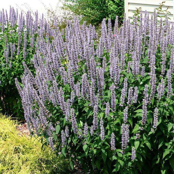 Bay Gardens NY Deer Resistant Plants Agastache 'Blue Fortune' 4 Bay Gardens NY Deer Resistant Plants Agastache 'Blue Fortune'