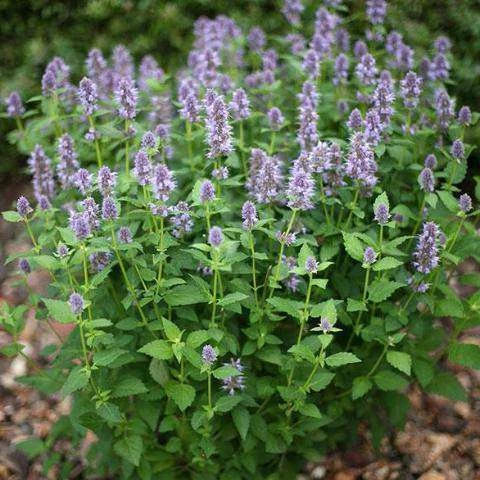 Bay Gardens NY Deer Resistant Plants Agastache 'Blue Fortune' 5 Bay Gardens NY Deer Resistant Plants Agastache 'Blue Fortune'