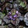 Bay Gardens Ajuga Rep. 'Black Scallop' Deer Resistant Plants
