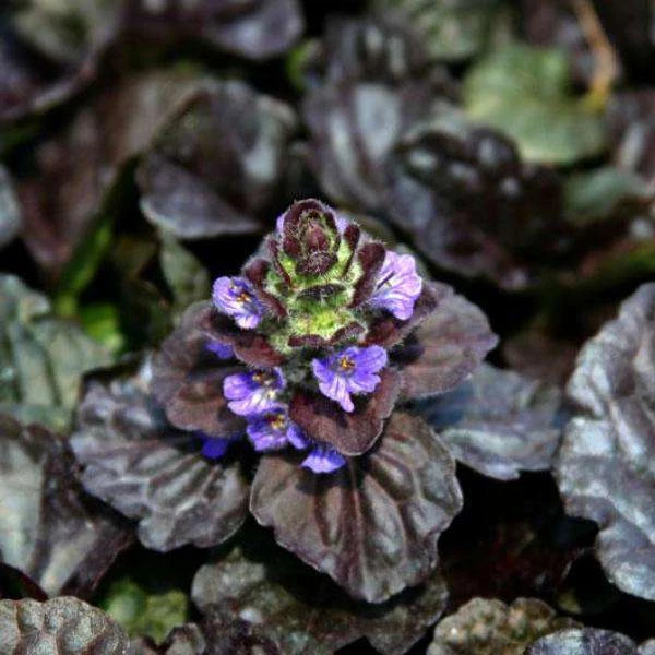 Bay Gardens Ajuga Rep. 'Black Scallop' Deer Resistant Plants 3 Bay Gardens Ajuga Rep. 'Black Scallop' Deer Resistant Plants