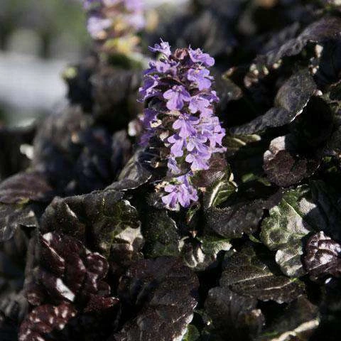 Bay Gardens Ajuga Rep. 'Black Scallop' Deer Resistant Plants 4 Bay Gardens Ajuga Rep. 'Black Scallop' Deer Resistant Plants