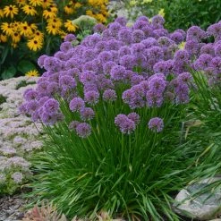 Bay Gardens NY Perennials Allium'Millenium'