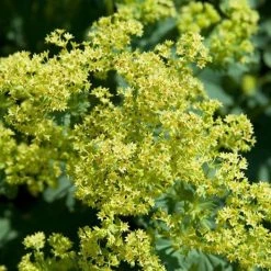 Bay Gardens Alchemilla Mollis 'Thriller'