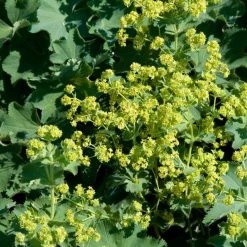 Bay Gardens Alchemilla Mollis 'Thriller'