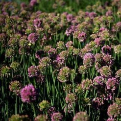 Bay Gardens NY Allium Tanguticum 'Summer Beauty' Deer Resistant Plants 8 Bay Gardens NY Allium Tanguticum 'Summer Beauty' Deer Resistant Plants