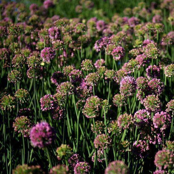 Bay Gardens NY Allium Tanguticum 'Summer Beauty' Deer Resistant Plants 5 Bay Gardens NY Allium Tanguticum 'Summer Beauty' Deer Resistant Plants