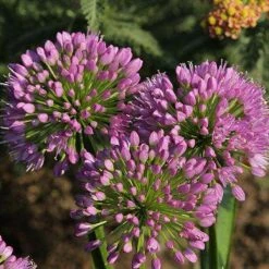 Bay Gardens NY Allium Tanguticum 'Summer Beauty' Deer Resistant Plants