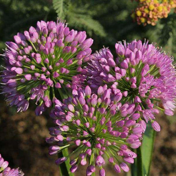 Bay Gardens NY Allium Tanguticum 'Summer Beauty' Deer Resistant Plants 4 Bay Gardens NY Allium Tanguticum 'Summer Beauty' Deer Resistant Plants