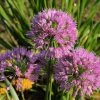 Bay Gardens NY Allium Tanguticum 'Summer Beauty' Deer Resistant Plants 2 Bay Gardens NY Allium Tanguticum 'Summer Beauty' Deer Resistant Plants