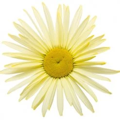 Bay Gardens NY Leucanthemum 'Banana Cream' Proven Winners
