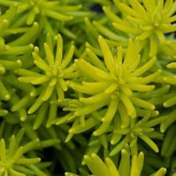 Bay Gardens NY Perennials Sedum Rupestre 'Angelina'.