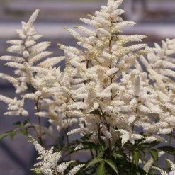 Bay Gardens NY Astilbe X Arendsii 'Bridal Veil' Perennials