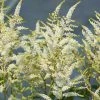 Bay Gardens NY Astilbe X Arendsii 'Bridal Veil' Perennials