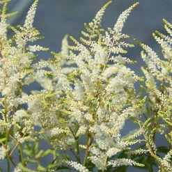 Bay Gardens NY Astilbe X Arendsii'Bridal Veil' Perennials