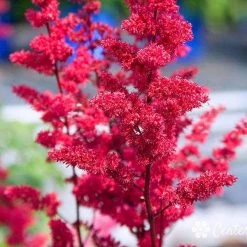 Bay Gardens NY Astilbe X Arendsii'Fanal' Perennials