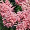 Bay Gardens NY Perennials Astilbe X Rosea 'Peach Blossom' 2 Bay Gardens NY Perennials Astilbe X Rosea 'Peach Blossom'