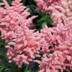Bay Gardens NY Perennials Astilbe X Rosea'Peach Blossom'