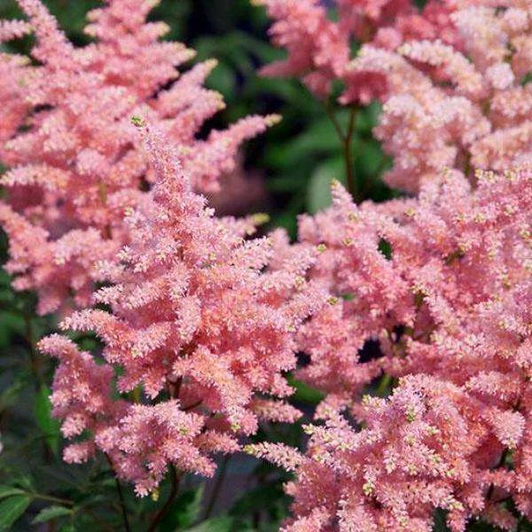 Bay Gardens NY Perennials Astilbe X Rosea 'Peach Blossom' 3 Bay Gardens NY Perennials Astilbe X Rosea 'Peach Blossom'