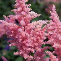Bay Gardens NY Perennials Astilbe X Rosea 'Peach Blossom' 5 Bay Gardens NY Perennials Astilbe X Rosea 'Peach Blossom'