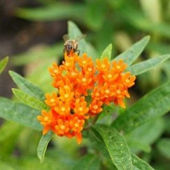 Bay Gardens NY Deer Resistant Plants Asclepias Tuberosa