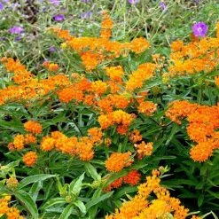 Bay Gardens NY Deer Resistant Plants Asclepias Tuberosa 12 Bay Gardens NY Deer Resistant Plants Asclepias Tuberosa