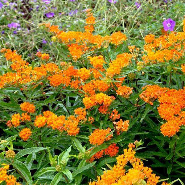 Bay Gardens NY Deer Resistant Plants Asclepias Tuberosa 6 Bay Gardens NY Deer Resistant Plants Asclepias Tuberosa