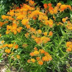 Bay Gardens NY Deer Resistant Plants Asclepias Tuberosa 11 Bay Gardens NY Deer Resistant Plants Asclepias Tuberosa