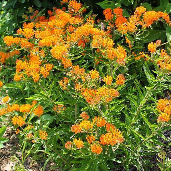 Bay Gardens NY Deer Resistant Plants Asclepias Tuberosa 5 Bay Gardens NY Deer Resistant Plants Asclepias Tuberosa