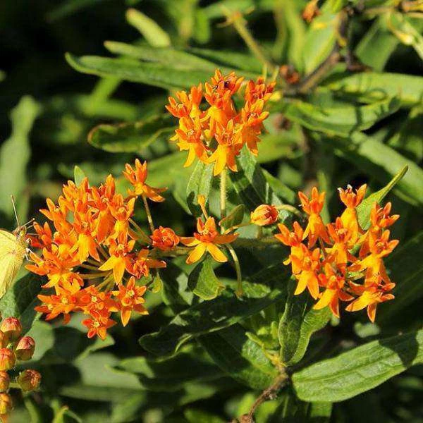 Bay Gardens NY Deer Resistant Plants Asclepias Tuberosa 4 Bay Gardens NY Deer Resistant Plants Asclepias Tuberosa
