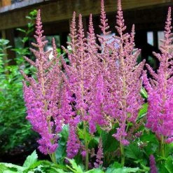 Bay Gardens NY Astilbe Chinensis 'Visions' Perennials