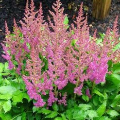 Bay Gardens NY Astilbe Chinensis'Visions' Perennials