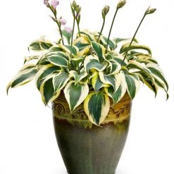 Bay Gardens Hosta 'Shadowland® Autumn Frost' Proven Winners