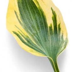 Bay Gardens Hosta 'Shadowland® Autumn Frost' Proven Winners