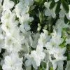 Bay Gardens Azalea 'Delaware Valley White' Evergreen Shrubs