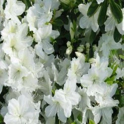 Bay Gardens Azalea 'Delaware Valley White' Evergreen Shrubs