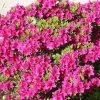 Bay Gardens Azalea 'Girards Fuschia'